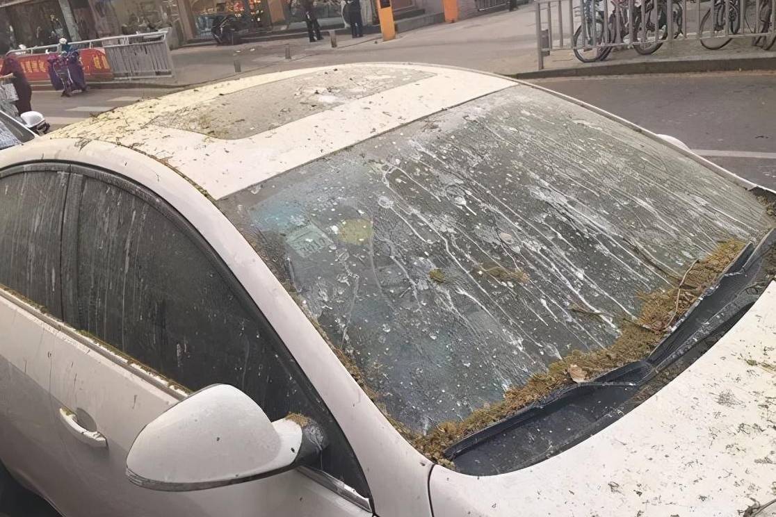 汽車停樹下，遮陽又擋雨？修車工：來修車的都是這么想的