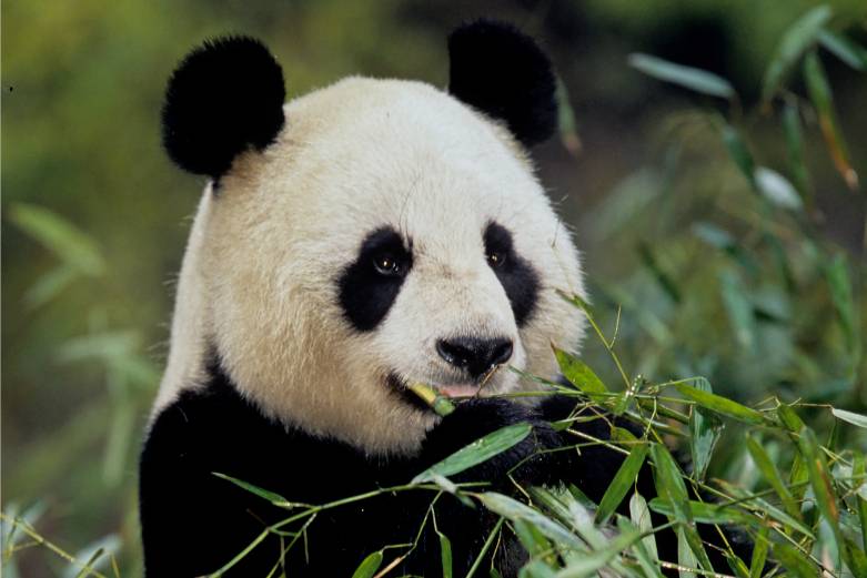 当大熊猫遇上汽车，会发生什么？