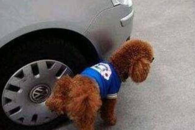 论狗尿对汽车轮胎的伤害到底有多大