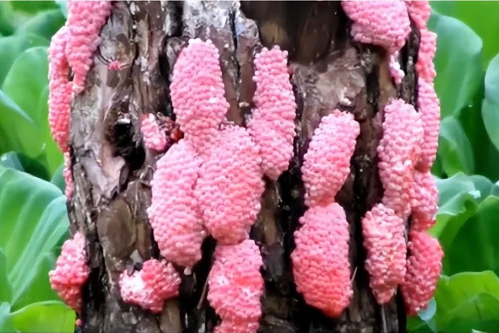 含6000条寄生虫的福寿螺，混进网红食品螺蛳粉？ 
