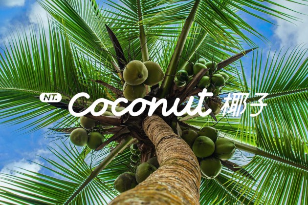 面向未來十年NT.Coconut 椰子 樂道智能系統(tǒng)正式發(fā)布