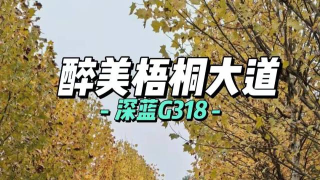 开着深蓝G318,打卡醉美梧桐大道