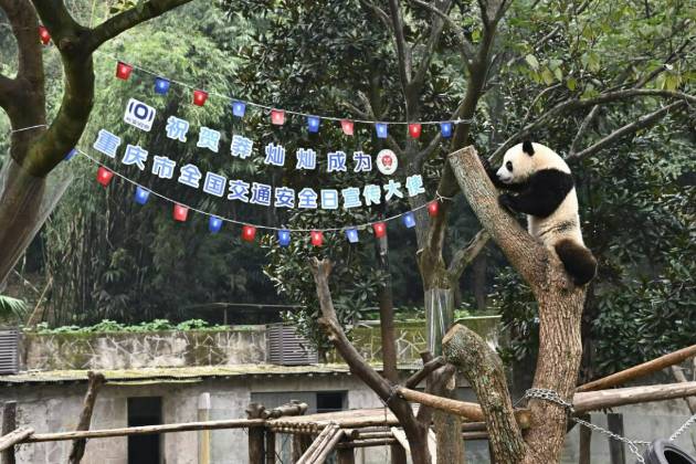 大熊貓莽燦燦助力全國交通安全公益活動傳播素材