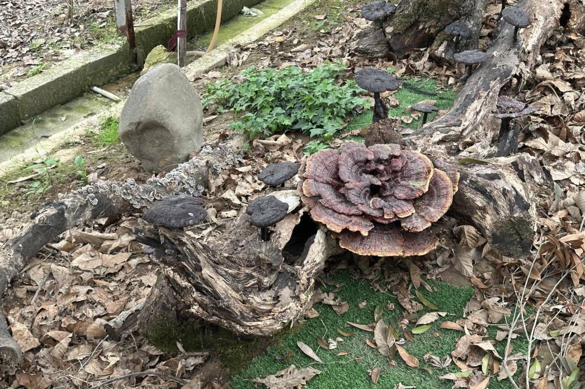 顯微外科技術提升淋巴水腫治療效果