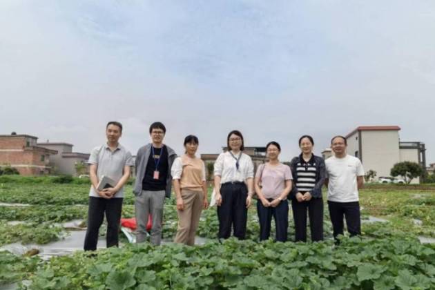 華南農(nóng)業(yè)大學科技特派員團隊赴太平鎮(zhèn)，助力金門村香瓜“舒困”