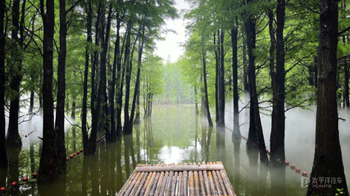 尚湖水上森林图片