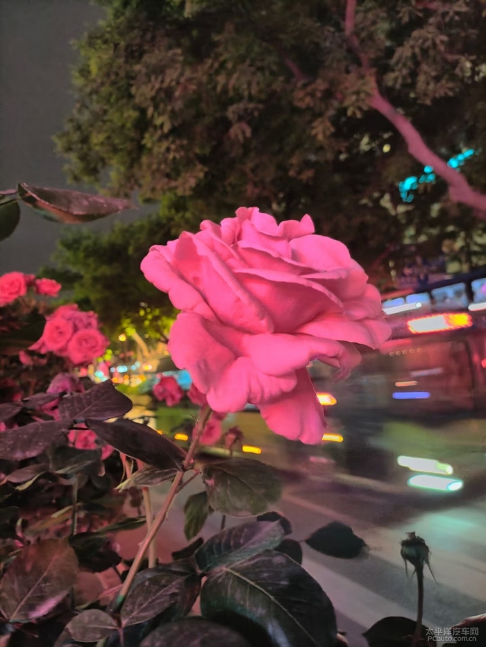 夜晚路边花图片