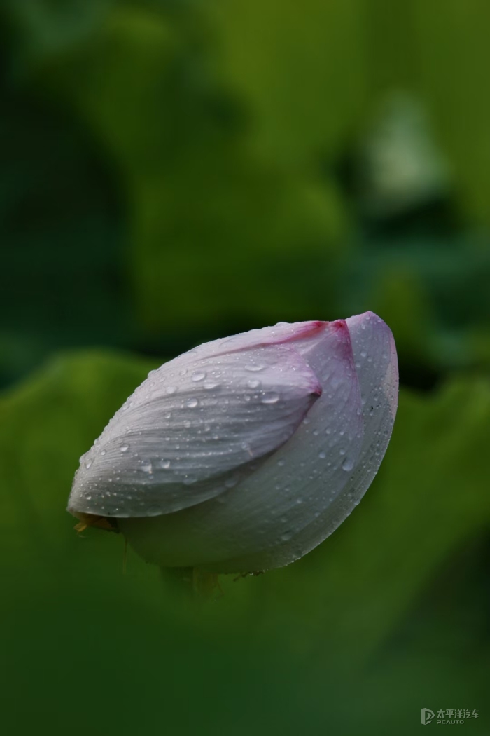 雨中荷花